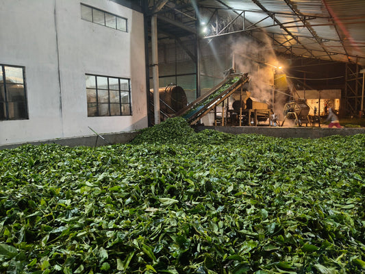 Dehing Assam Tea in Production | fresh green tea leaves are ready to move up towards the receiving trough ready for production in Dehing Tea's on-site factory