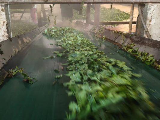Freshly harvested tea leaves undergoing processing and the difference between orthodox and CTC tea