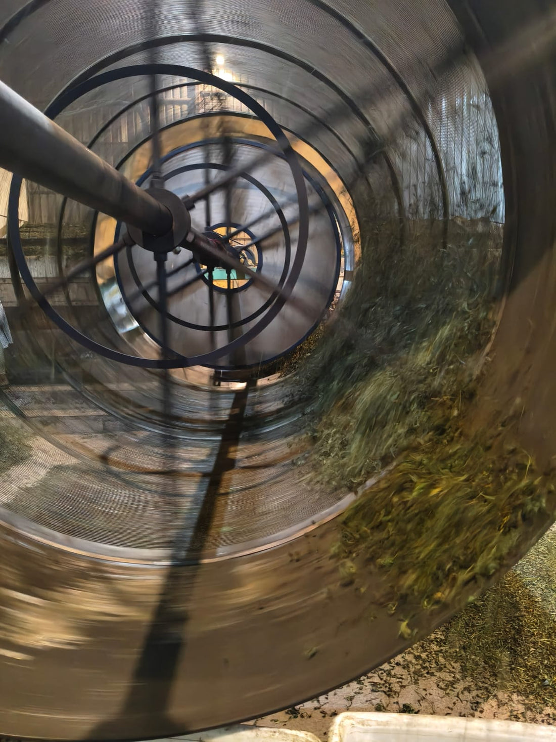 Processing fresh tea leaves for Dehing Tea in Assam, India