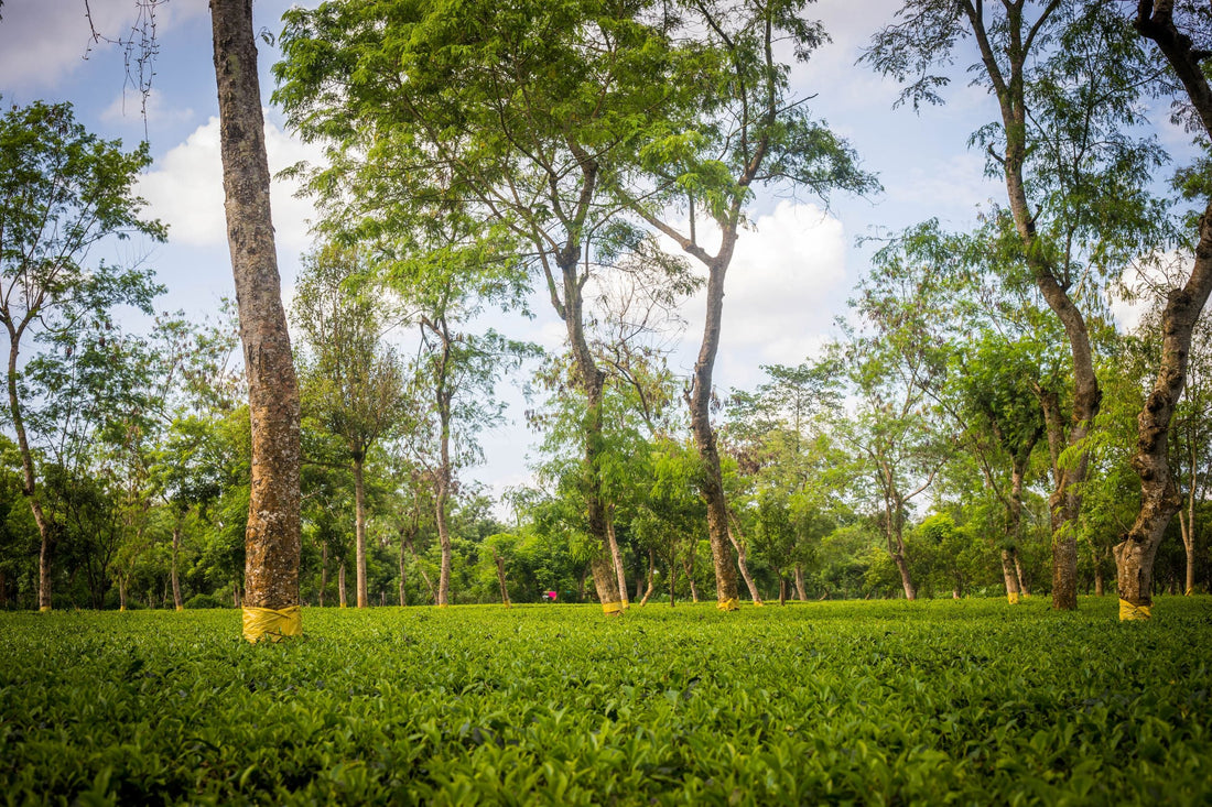 Dehing Tea's family-owned and run tea gardens with tall trees against a blue sky in Pengeri, upper Assam, India