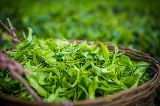 Freshly harvested second flush tea leaves in a basket - Dehing Tea