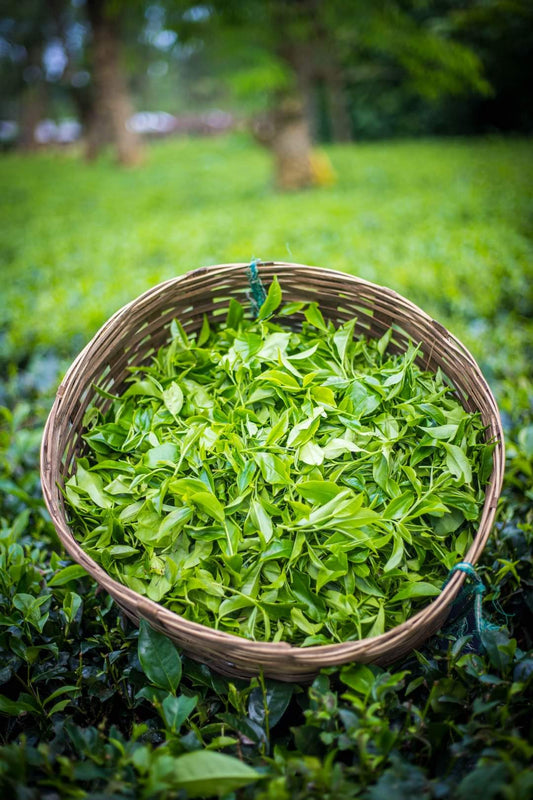 Dehing Tea harvest | freshly plucked tea leaves in a basket