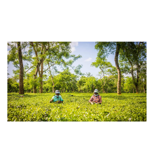 Tea garden in Pengeri, Assam showing two local workers carefully picking tea