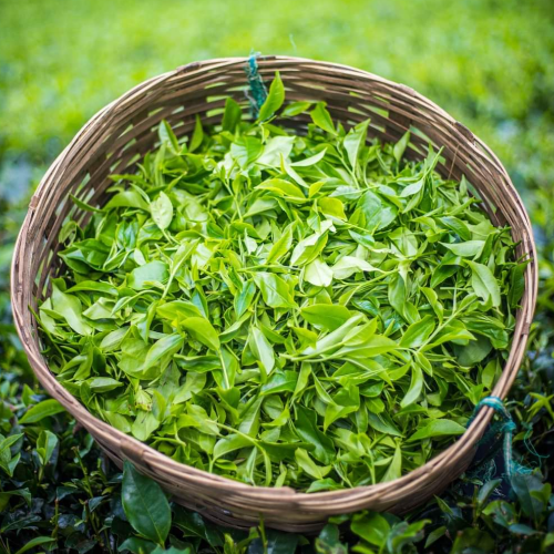 A basket filled with freshly harvested tea leaves on the Shangrila Tea Estate in Assam for Dehing Tea