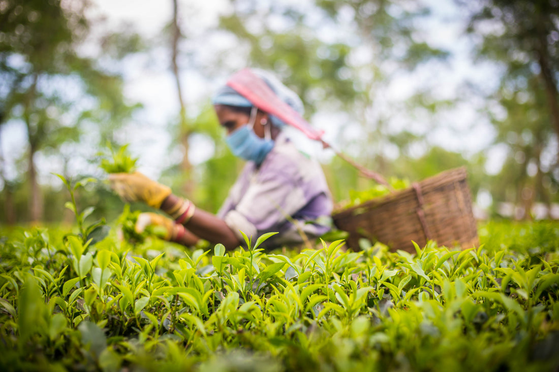 Inside a Working Assam Tea Estate: From Two Leaves and a Bud to Your Cup