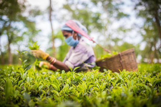 Inside a Working Assam Tea Estate: From Two Leaves and a Bud to Your Cup
