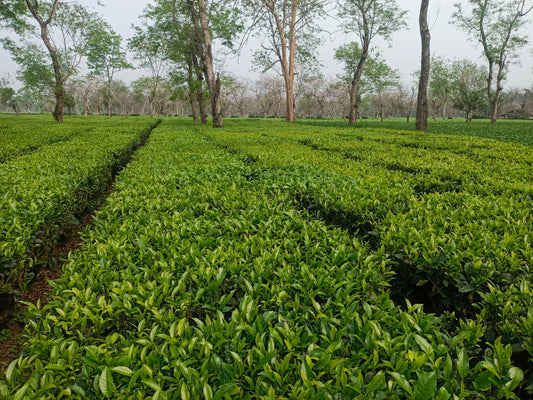 Rows of fresh green tea plantations at the Dehing Tea Gardens in Assam, India