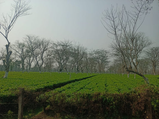 Fields of fresh tea plantations on the Shangrila tea estate in Assam, India for Dehing Tea
