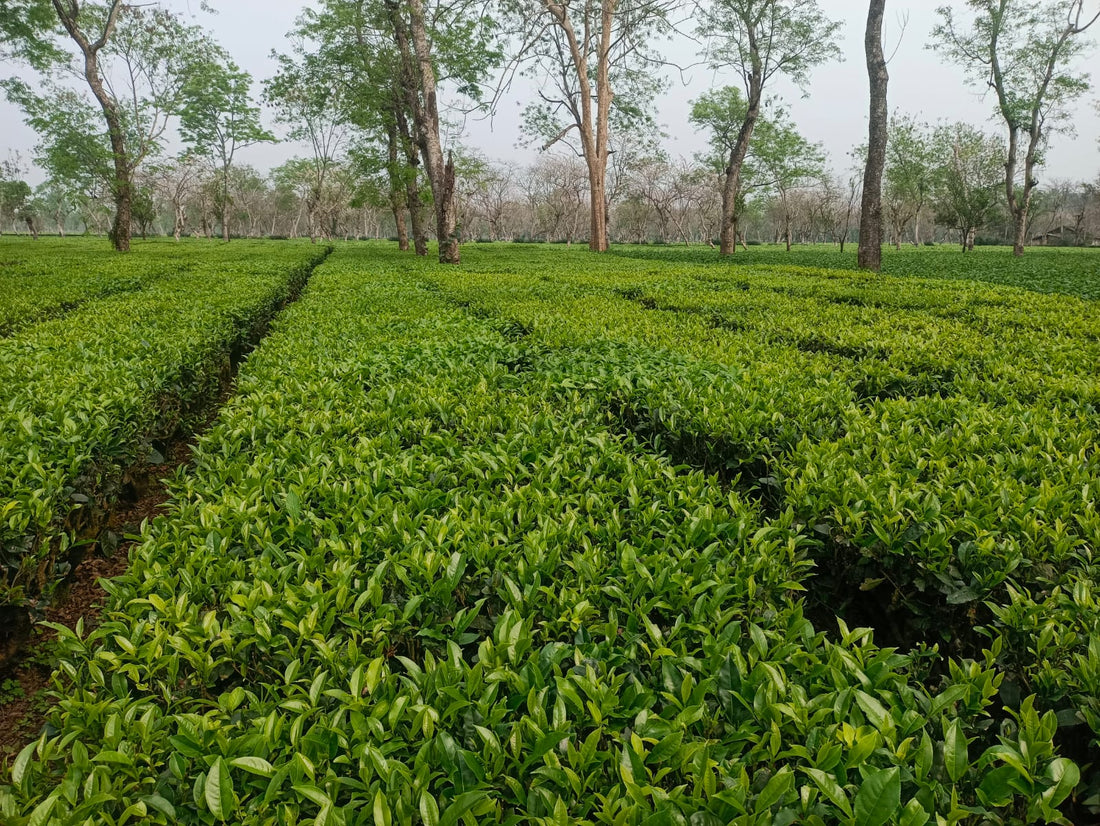 Tea leaves at Dehing Tea's estate in Pengeri, Assam