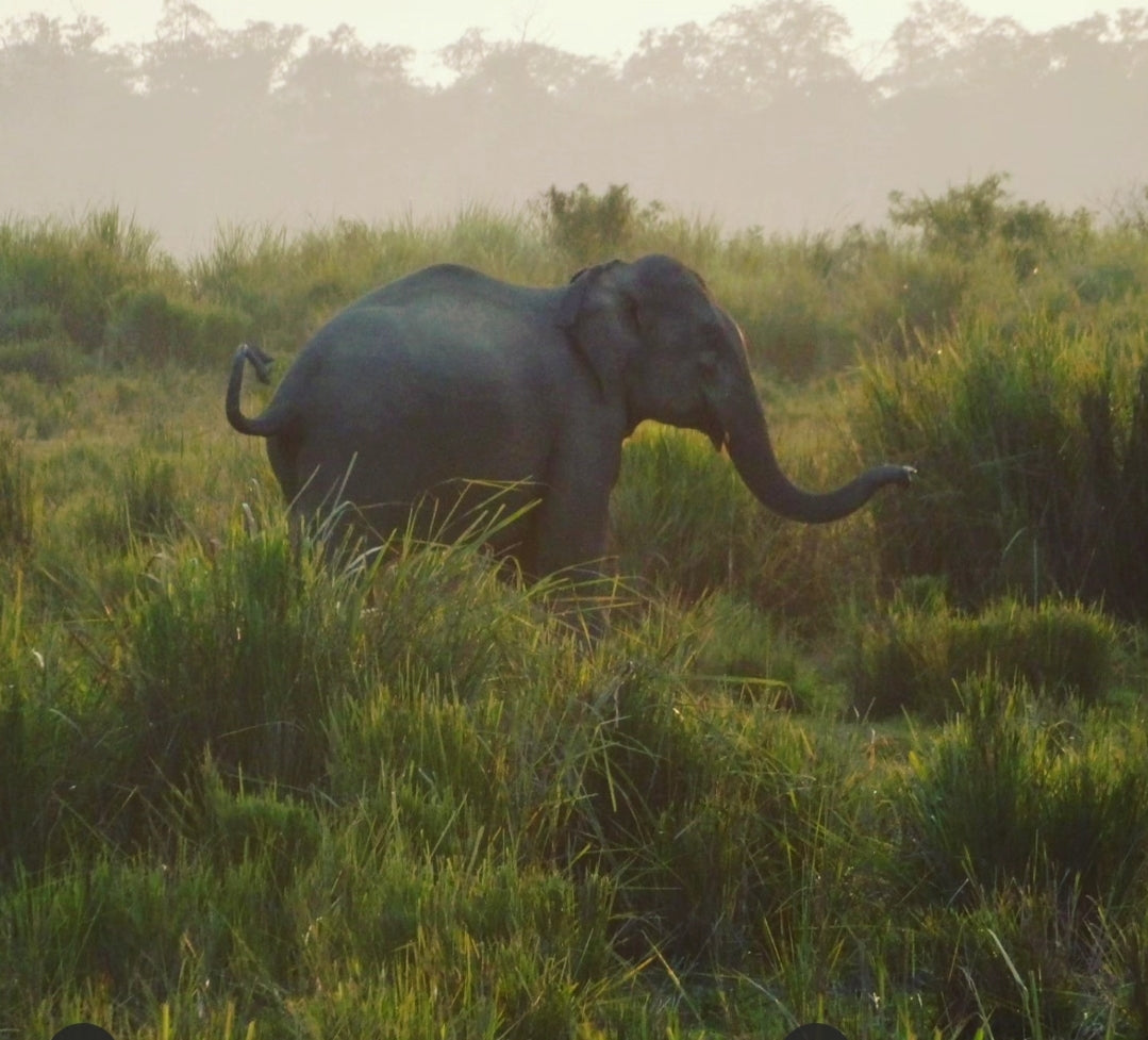 An India Elephant in Shangrila Tea Estate