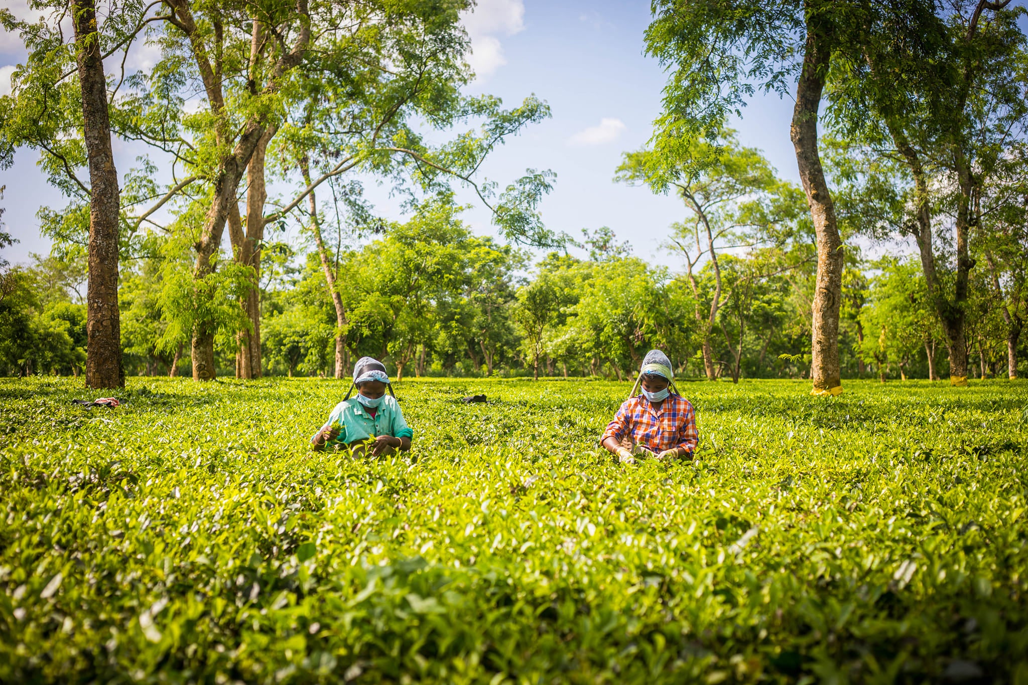 Shangrila Tea Estate